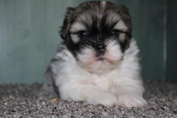 Shih Tzu (F) 5475 Image #2