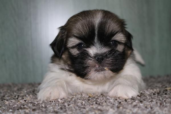 Shih Tzu (M) 5474 Image #2