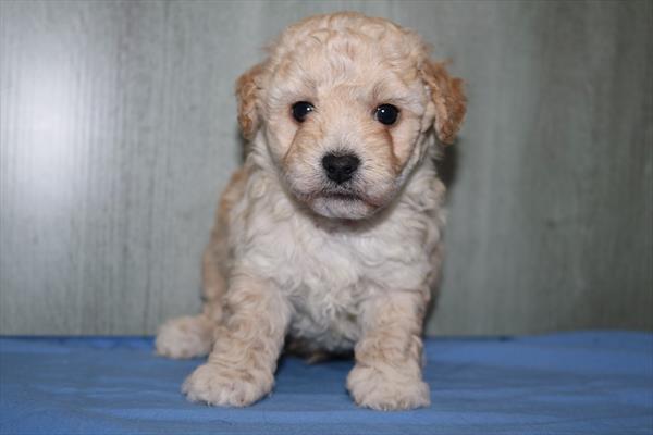 Poodle (M) 5476 Image #2