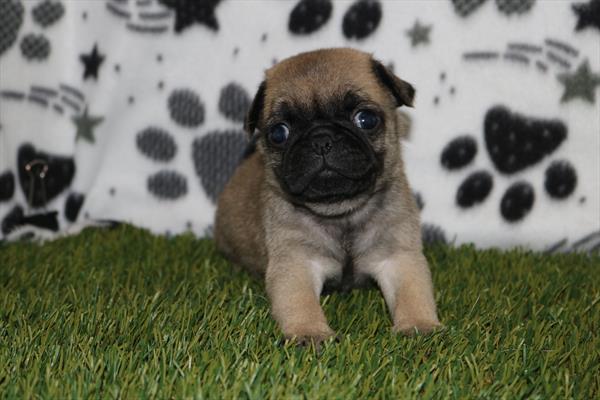 Pug (M) 2052 Image #2