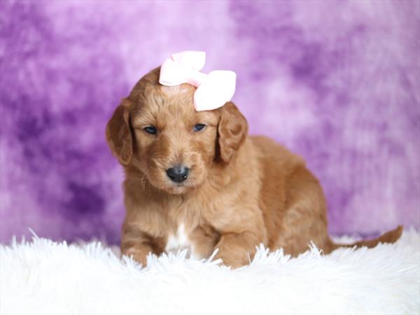 Goldendoodle Mini (F) 5488 Image #2
