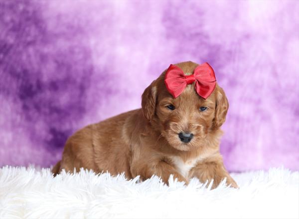 Goldendoodle Mini (F) 2057 Image #2
