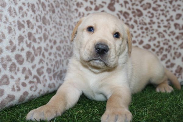 Labrador Retriever (M) 5483 Image #2