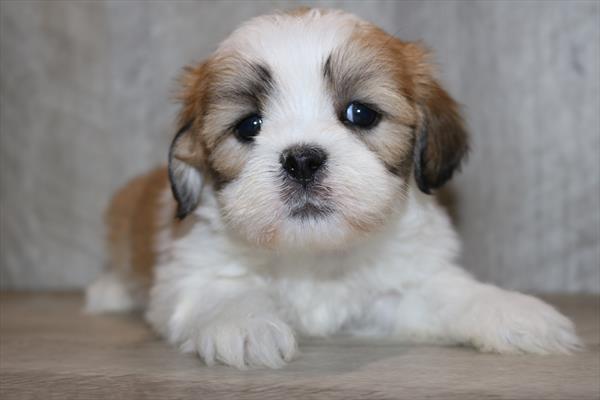 Lhasa Apso (M) 5477 Image #2
