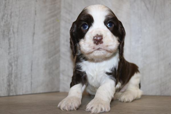 Cocker Spaniel (M) 5478 Image #2