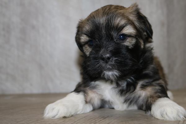 Shih Tzu (M) 2054 Image #2