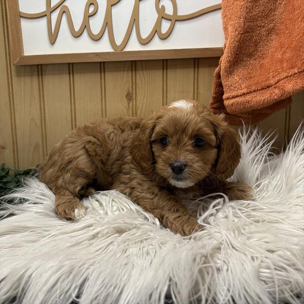 Cavapoo (F) 5479 Image #2