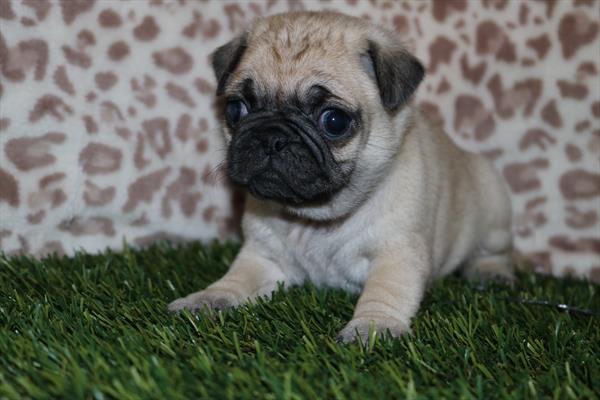 Pug (F) 2060 Image #2