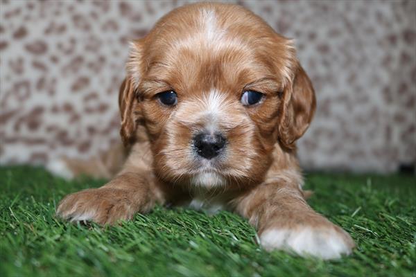 Cavalier King Charles Spaniel (F) 2059 Image #2