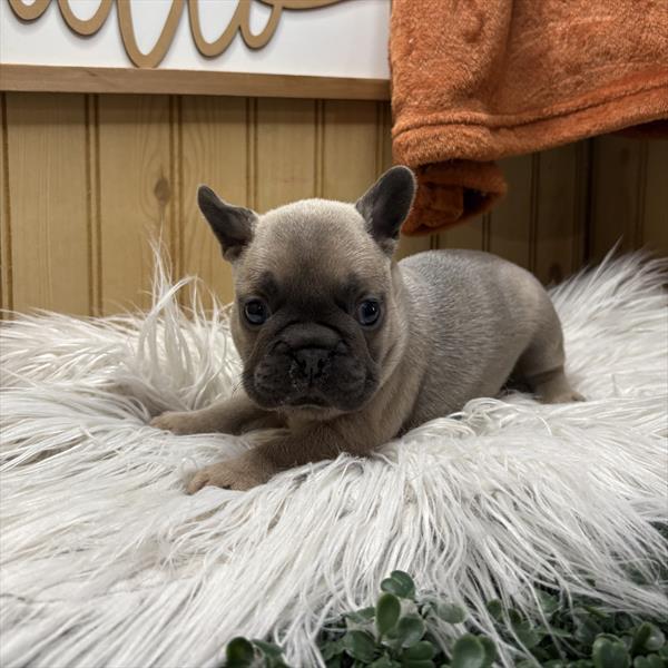 French Bulldog (M-N) 2065 Image #2