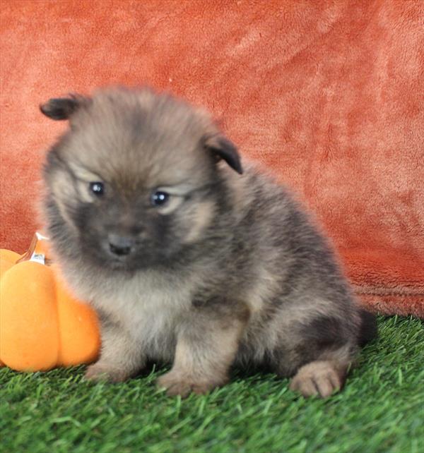 Pomeranian (M) 5487 Image #2