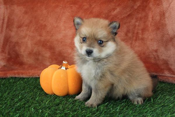 Pomeranian (M) 2062 Image #2