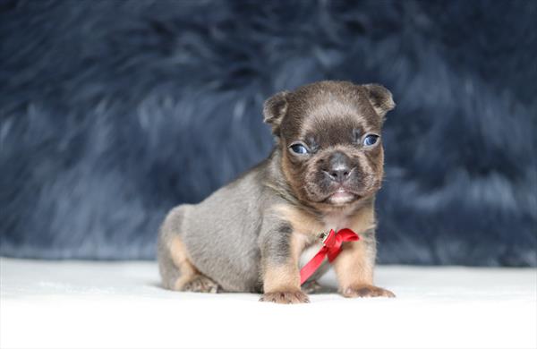 French Bulldog (M) 2078 Image #2