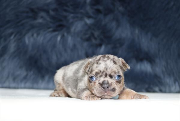 French Bulldog (M) 5508 Image #2