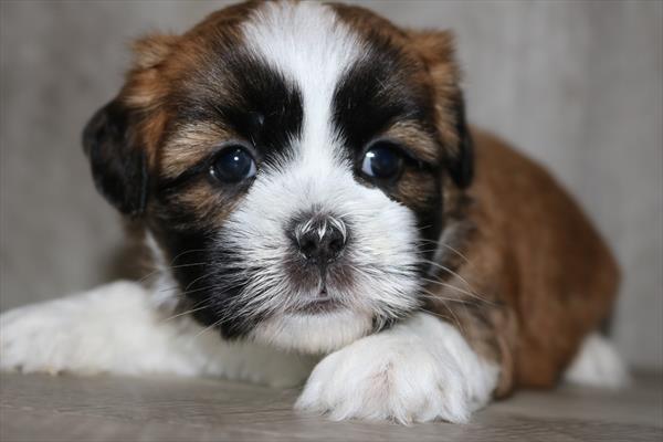 Lhasa Apso (F) 5486 Image #2