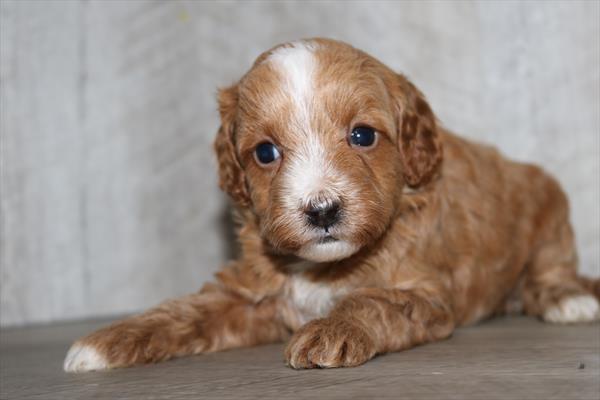 Cavapoo F1B (F) 2061 Image #2