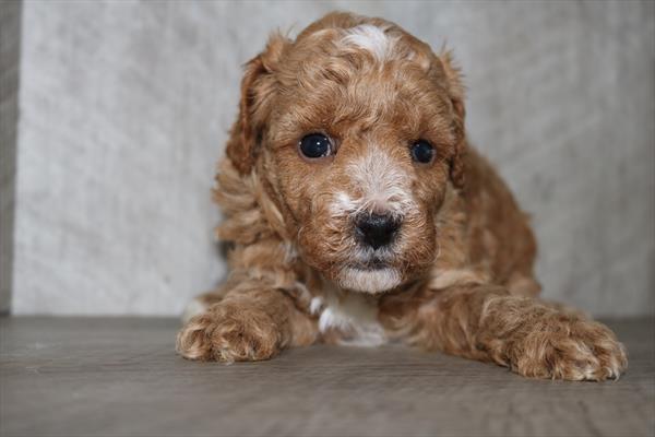 Cavapoo F1B (M) 5485 Image #2
