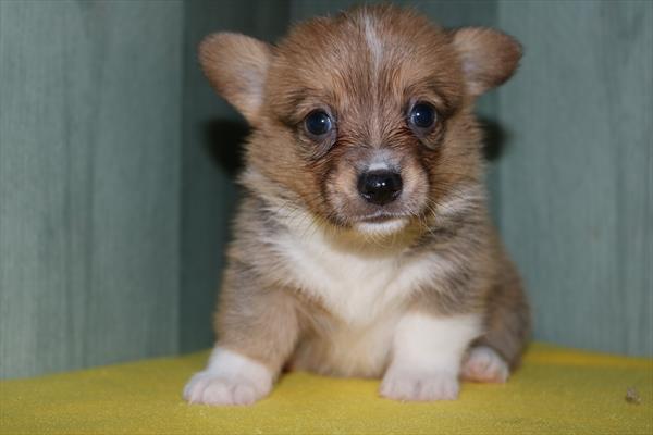 Pembroke Welsh Corgi (F) 2074 Image #1