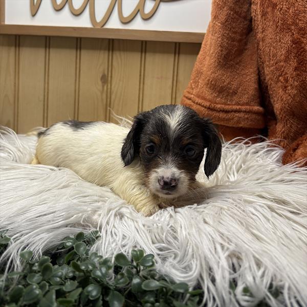 Dachshund (M) 2064 Image #2