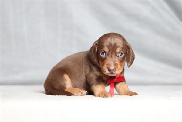 Dachshund (M) 2082 Image #2
