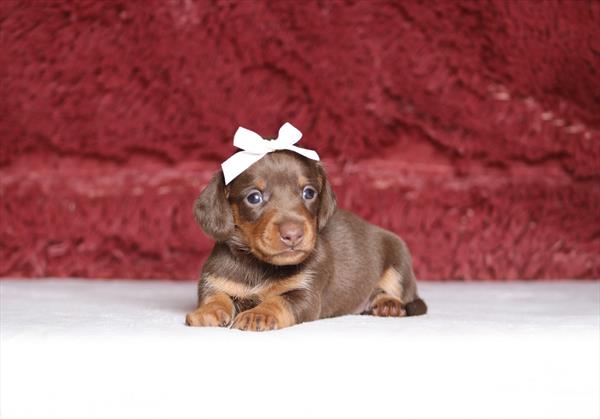 Dachshund (F) 5509 Image #2