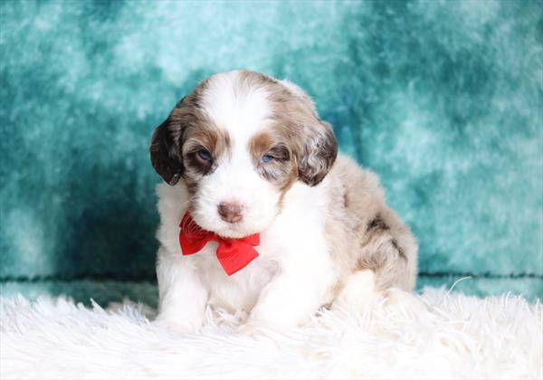 Bernedoodle Mini F1b (M) 2084 Image #2