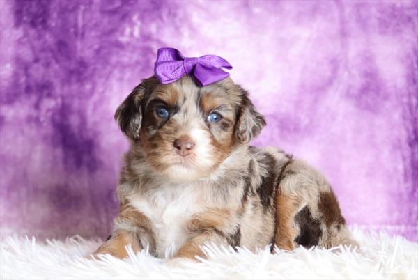 Bernedoodle Mini F1b (F) 5511 Image #2