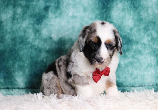 Bernedoodle (M) 5510 Image #2