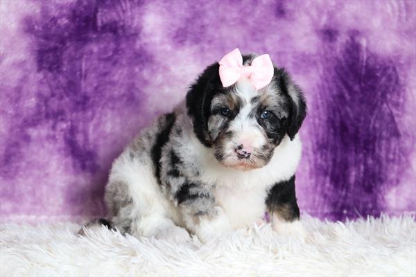 Bernedoodle (F) 2083 Image #2