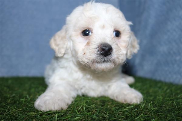 Bichon Frise (F) 5498 Image #2