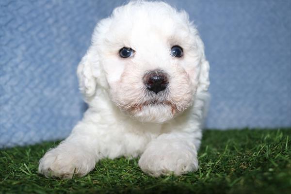 Bichon Frise (M-N) 2073 Image #2