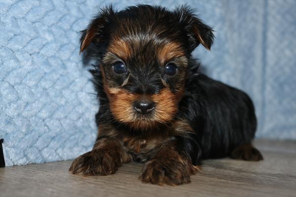 Yorkshire Terrier (M) 5516 Image #2