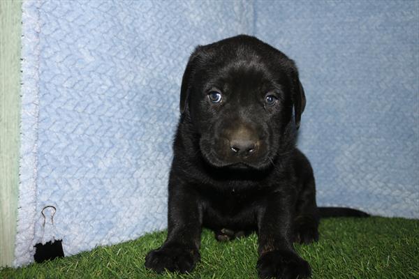 Labrador Retriever (M) 5496 Image #2