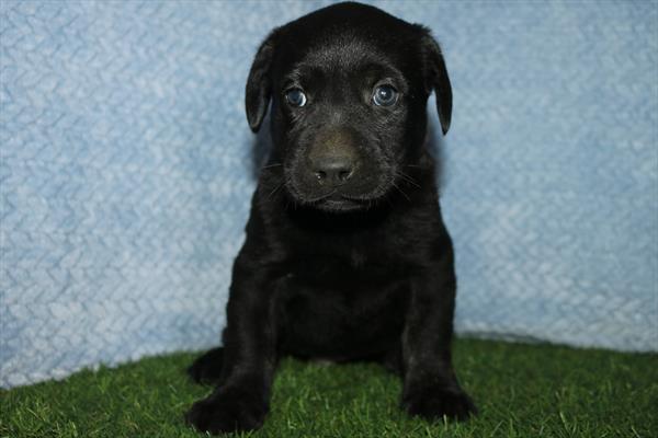 Labrador Retriever (M) 5497 Image #2