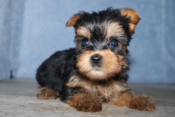 Yorkshire Terrier (F) 5501 Image #2