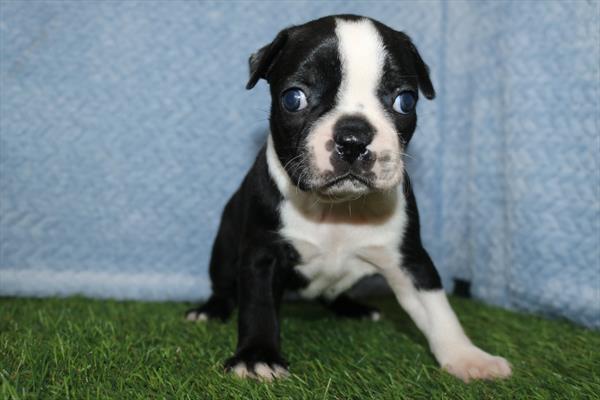 Boston Terrier (F) 2079 Image #2