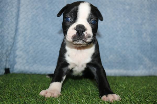 Boston Terrier (M) 5507 Image #2