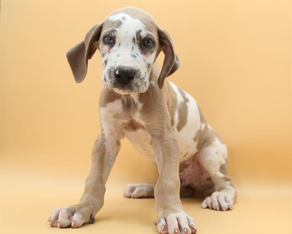 Great Dane (M) 2066 Image #2