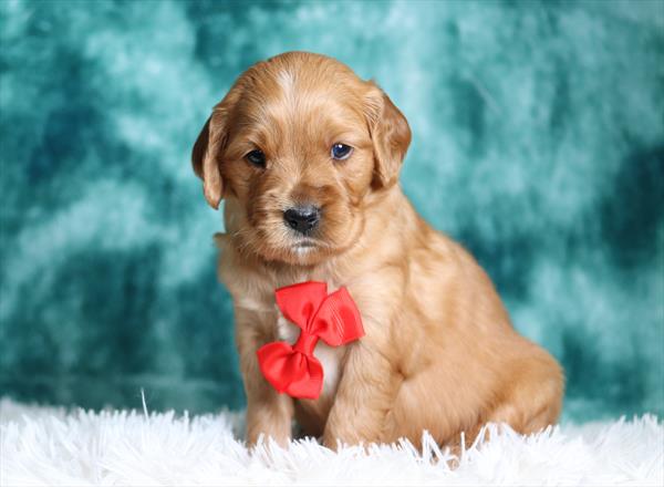 Mini Golden Retriever (M) 5489 Image #2