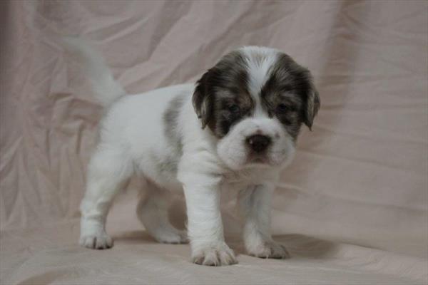 Hippo Mini (F) 5506 Image #2