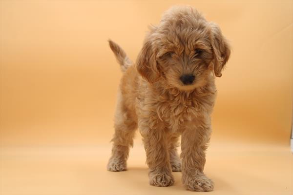 Goldendoodle Mini (F) 5480 Image #2