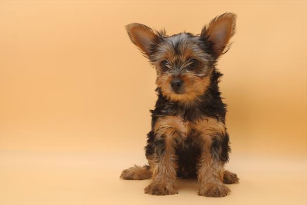 Yorkshire Terrier (M) 5482 Image #2