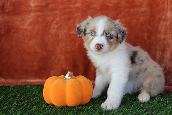 Miniature Australian Shepherd (F) 5495 Image #2