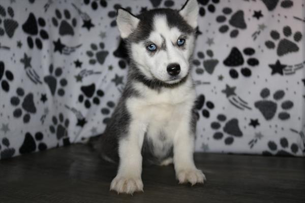 Siberian Husky (F) 2081 Image #2