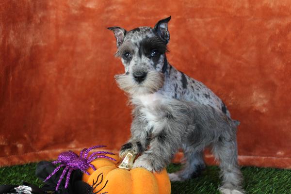 Miniature Schnauzer (M) 2080 Image #2