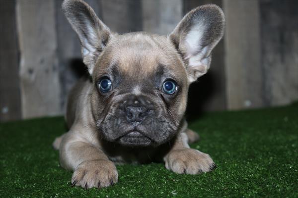 French Bulldog (M) 5517 Image #1