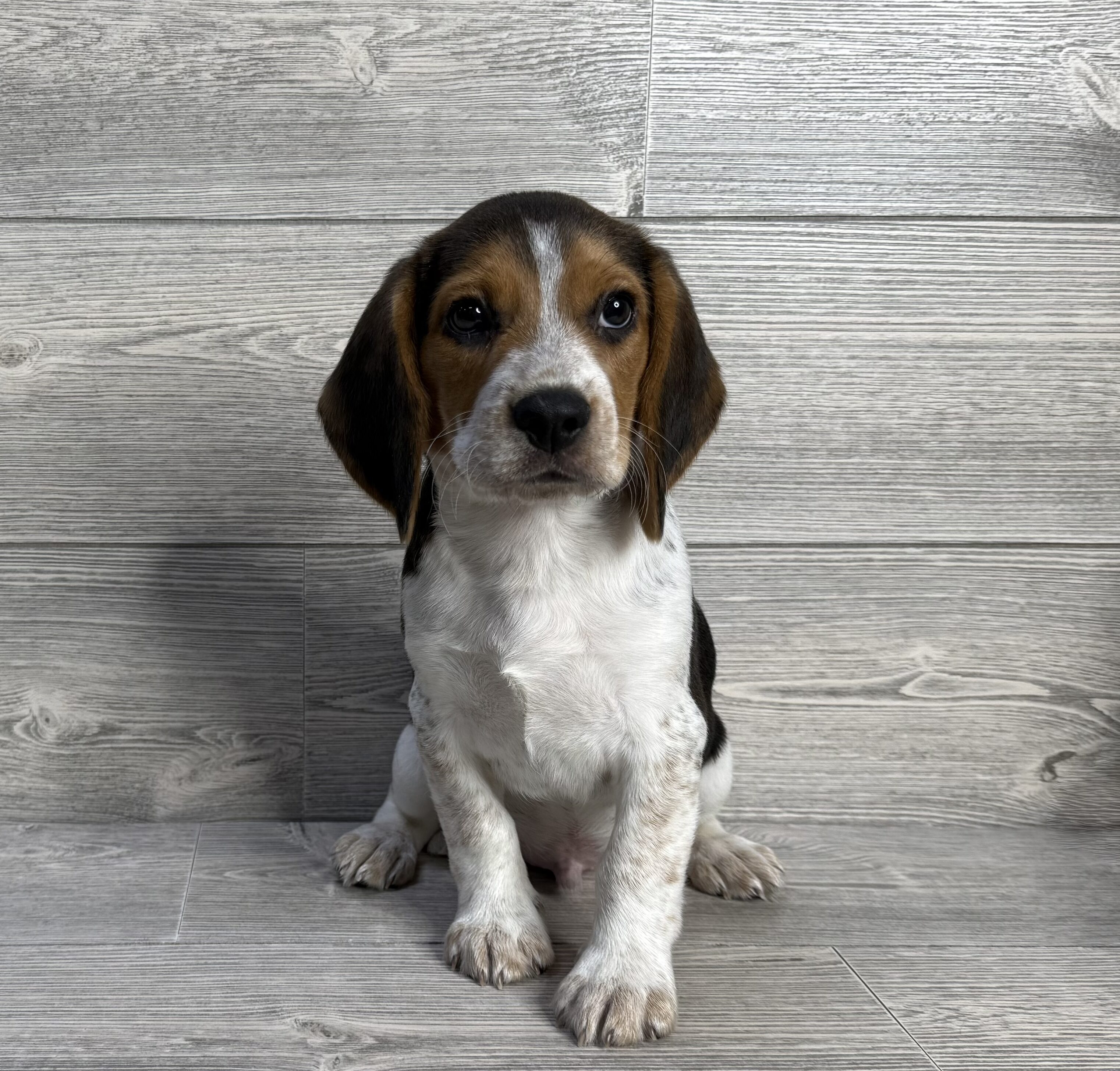 Beagle (M) 2068 Image #1