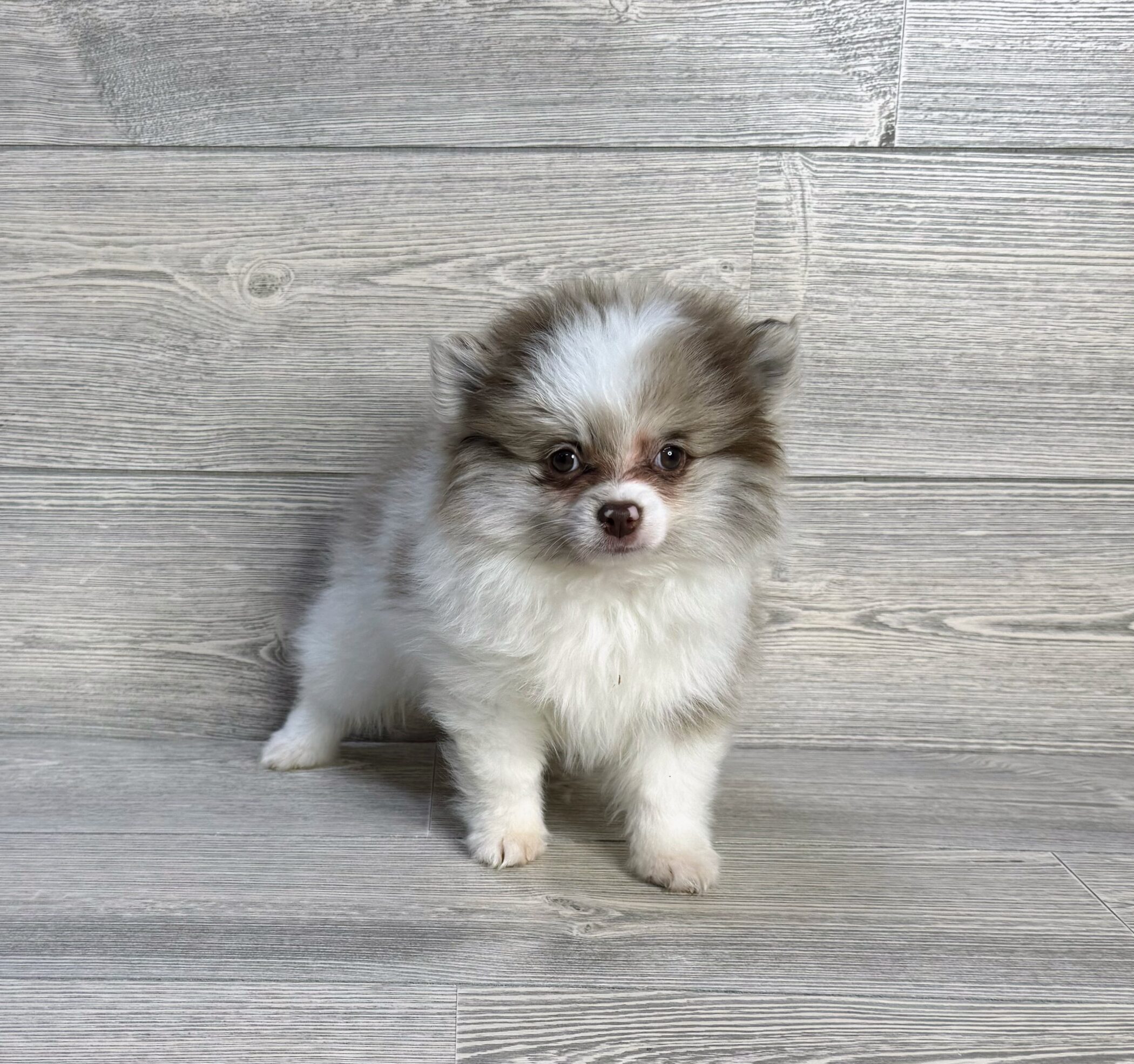 Pomeranian (M) 2069 Image #1