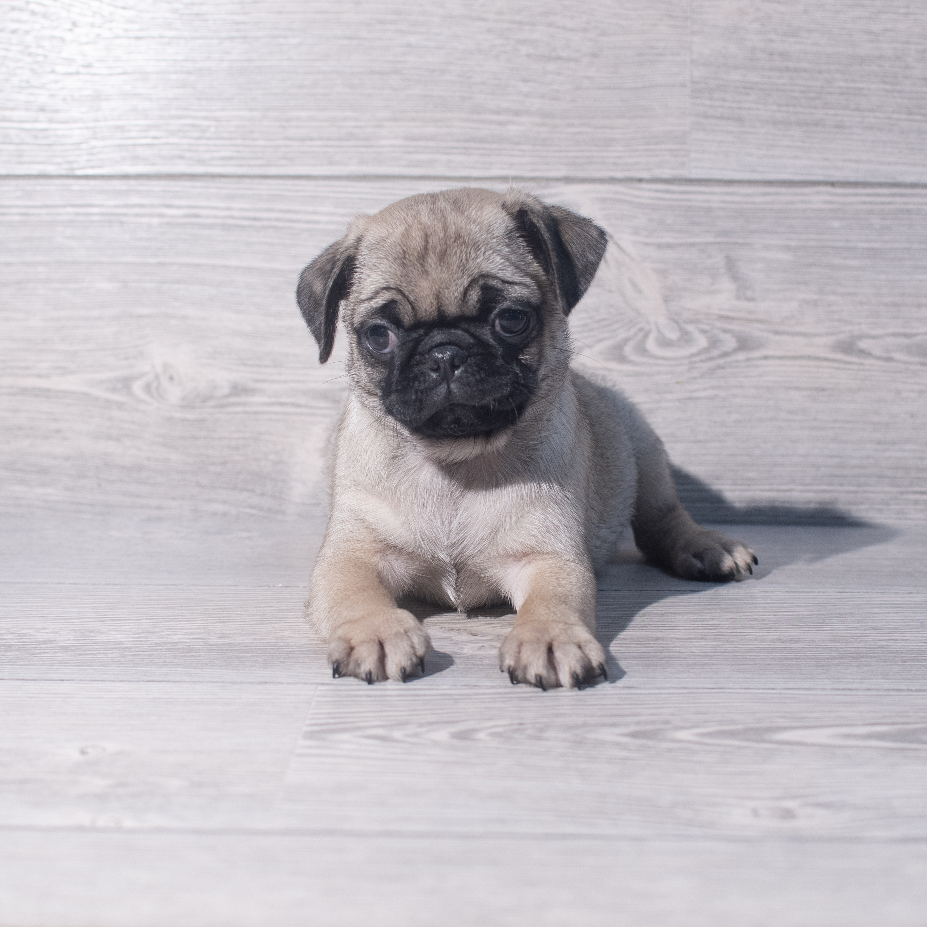 Pug (M) 2052 Image #1