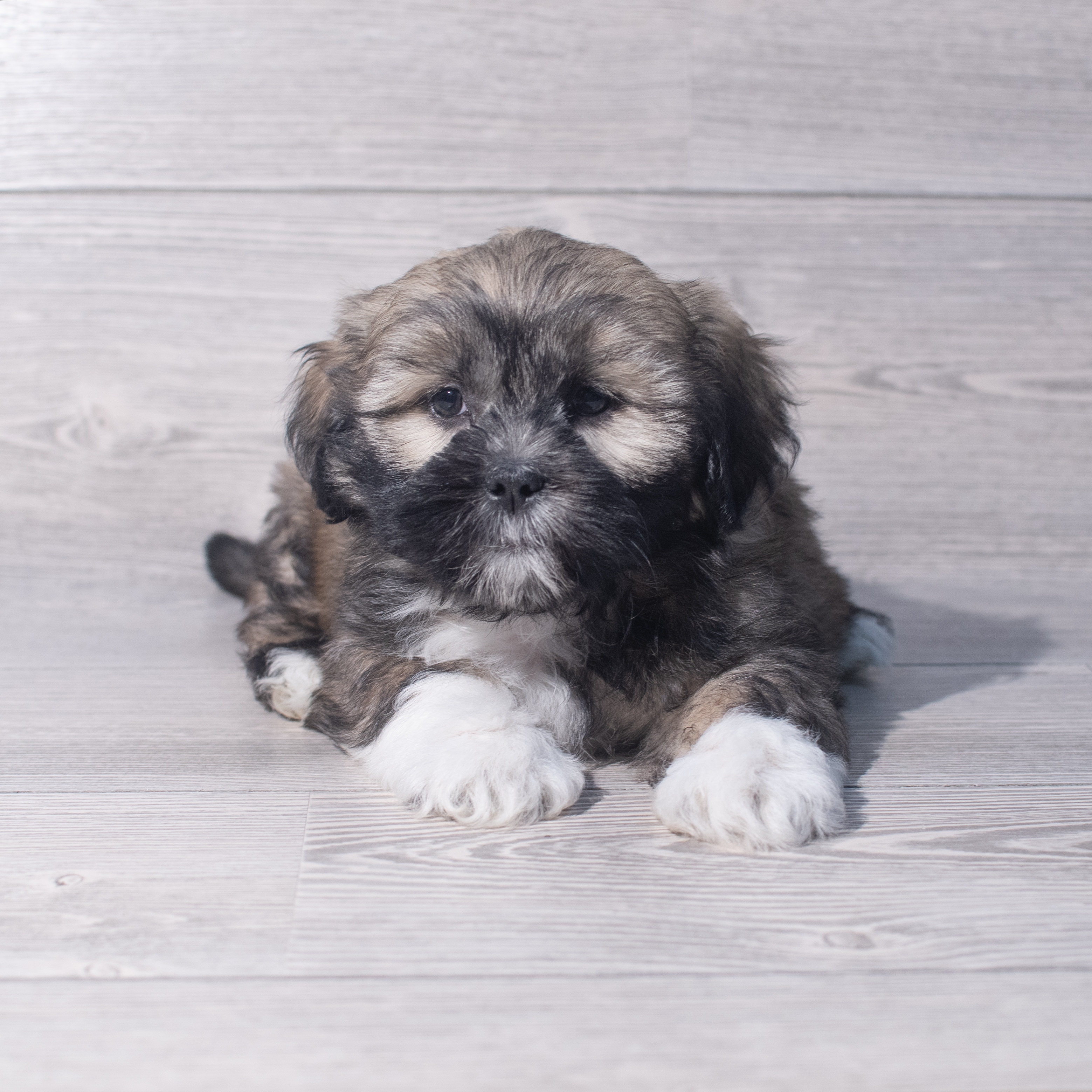 Shih Tzu (M) 2054 Image #1